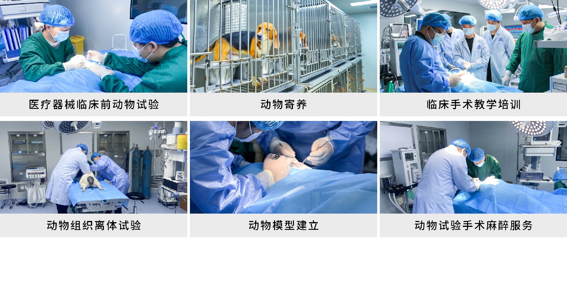 大动物实验服务范围.jpg